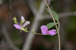 Downy milkpea